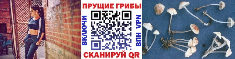 цена наркотик  Чкаловск  кракен ССЫЛКА  Псилоцибиновые грибы Magic Shrooms 